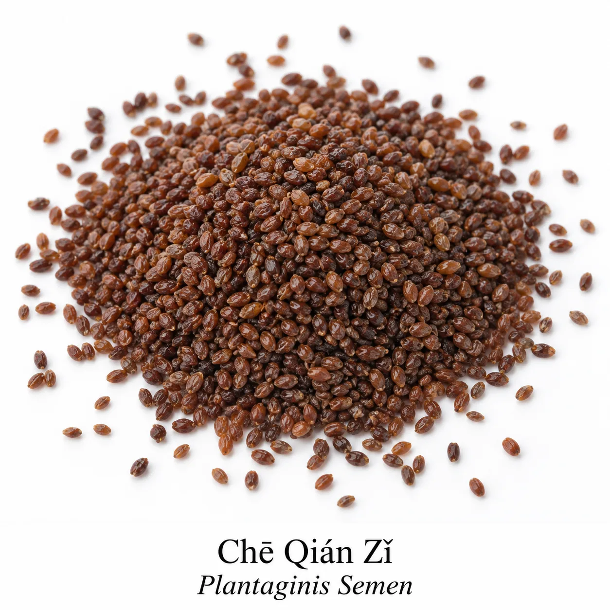Che Qian Zi - surovina