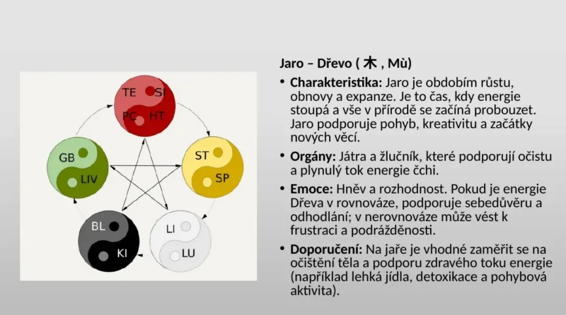Slide z výuky: cyklus pěti prvků a jejich orgány, jaro a Dřevo