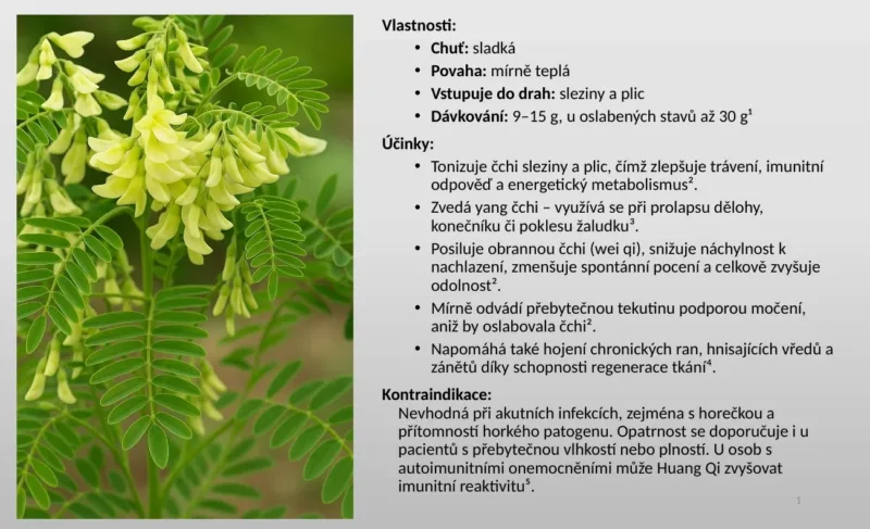 Slide z výuky: bylina Huang Qi, vlastnosti a účinky