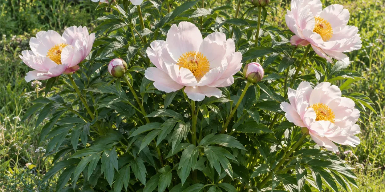 Bai_Shao_rostlina_1250