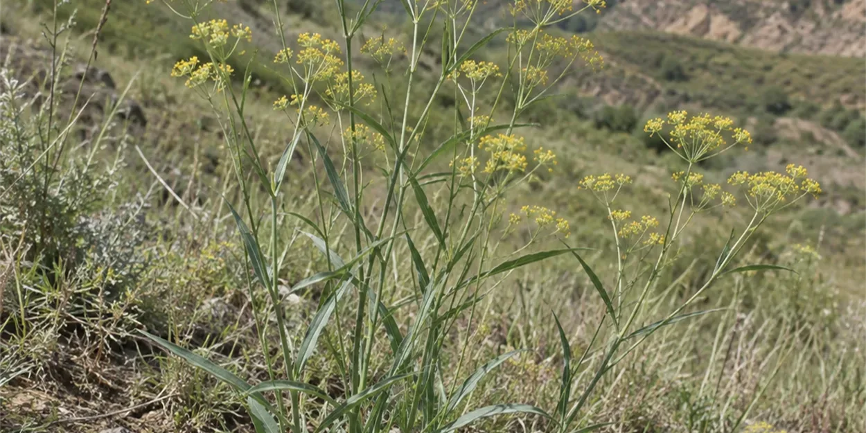 Chai_Hu_rostlina_1250
