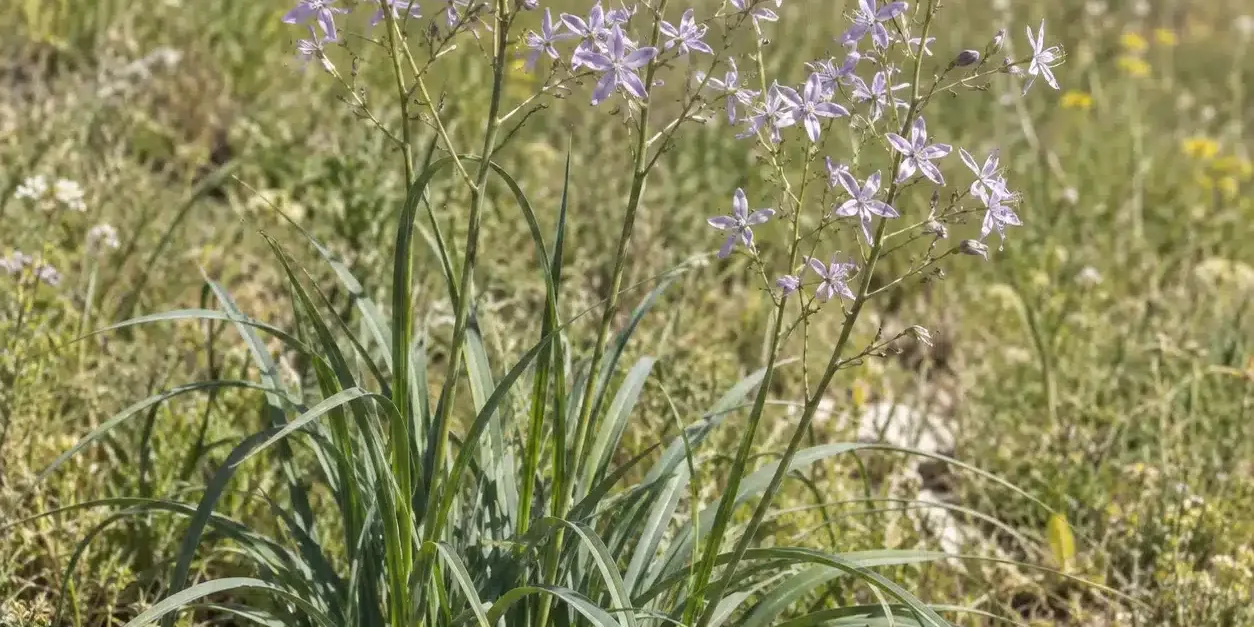 Zhi Mu (Anemarrhena asphodeloides) – kvetoucí rostlina v přírodě Zhi Mu (Anemarrhena asphodeloides) – kvetoucí rostlina v přírodě