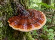 Lesklokorka lesklá (reishi, Ganoderma lucidum) rostoucí na kmeni stromu