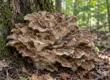Trsnatec lupenitý (maitake) rostoucí u paty stromu