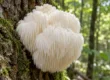 Korálovec ježatý (hericium) rostoucí na kmeni stromu