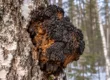 Rezavec šikmý (chaga) na kmeni břízy