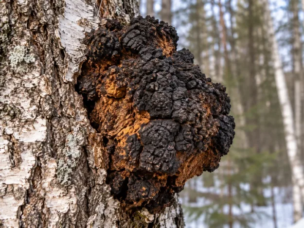 Rezavec šikmý (chaga) na kmeni břízy